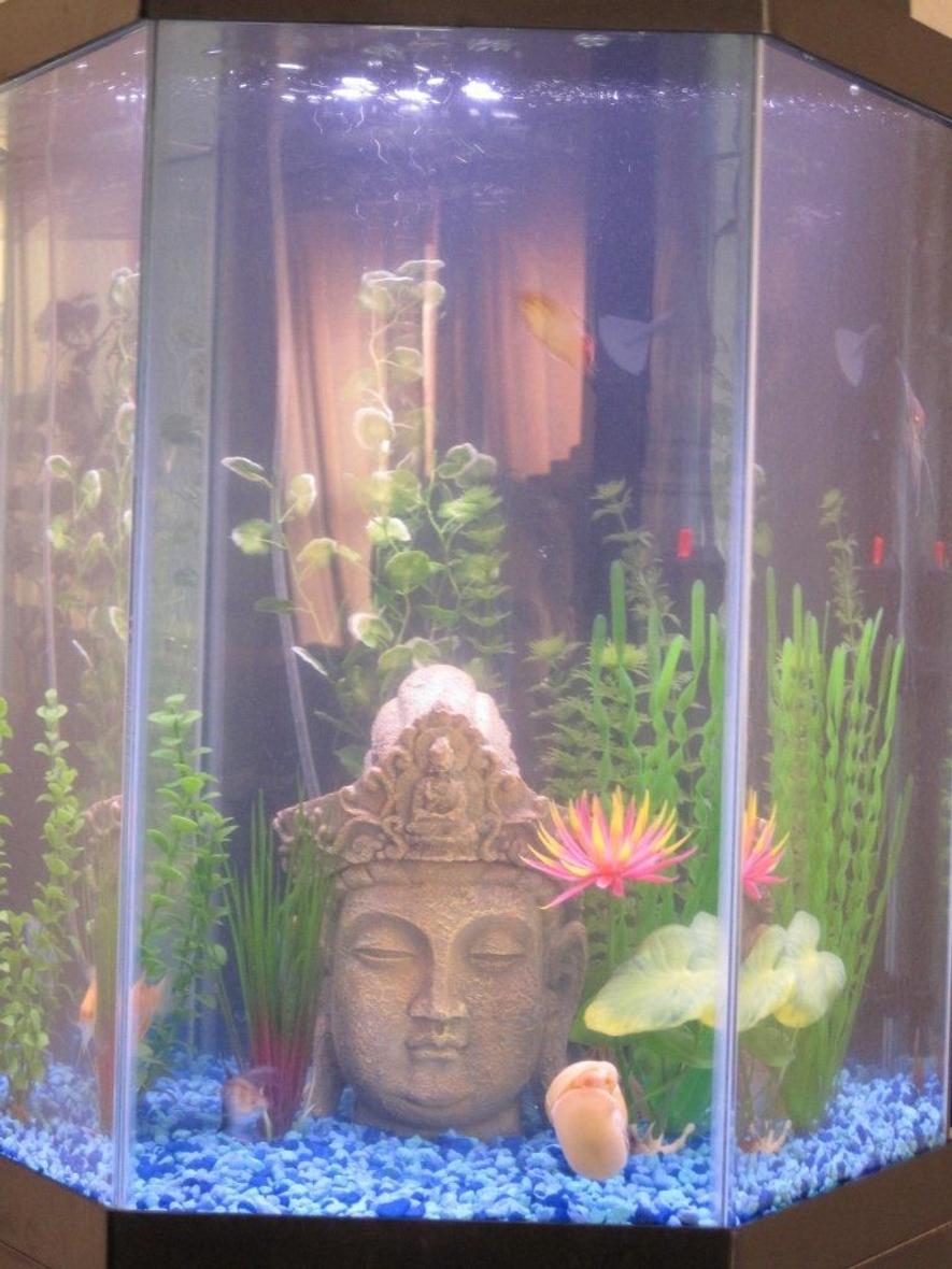 Rated #361: 20 Gallons Freshwater Fish Tank - 20 Gallon Community Tank