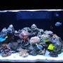 65 gallons reef tank (mostly live coral and fish) - LOULOU'S REEF TANK 2 FISH... BLUE HIPPO TANG ,YELLOW HAWIAN TANG, BLONDE NASO TANG,POWDER BLUE TANG, OCELLERUS CLOWN,TOMATO CLOWN,FOXFACE,SUNTAIL GOBY, YELLOW HEAD GOBY CORALS... WHITE BUBBLE, GREEN TIPPED PINK TORCH, RED BRAIN, METALLIC GREEN WORM BRAIN, FINGER LEATHER, UMBRELLA LEATHER, PINK PULSATING XENIAS, ZOANTHIDS- (BLUE,PINK,ORANGE,BROWN, GREEN,ORANGE AND YELLOW SUN POLYPS, MUSHROOMS-(BLUE,RED,GREEN, STRIPED. RICORDIAS-(GREEN AND ORANGE) INVERTS... SAND SIFTING STARS,ORANGE LINKIA STAR, RED FROMIA STAR,PINK TILE STAR, CLEANER SHRIMPS, RED FIRE SHRIMPS,CAMEL SHRIMP,PURPLE LOBSTER,CROCEA CLAM,SNAILS-(TURBO,BUMBLEBEE,NASARILUS)HERMITS-(RED LEGGED,BLUE LEGGED,BLUE EYED),SALLY LIGHTFOOT CRAB,BLUE TUXEDO URCHIN