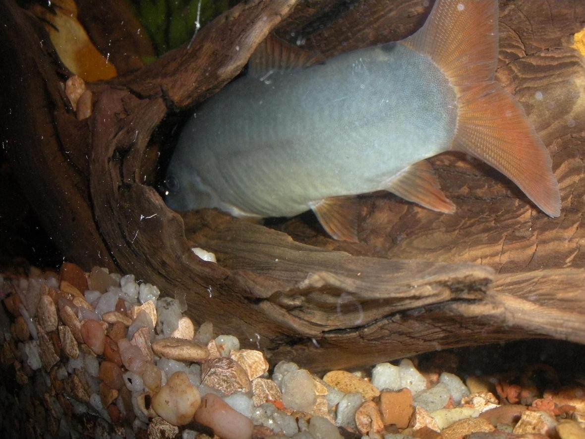 freshwater fish - botia modesta - redtail botia loach stocking in 55 gallons tank - This is a Redtail Botia in a hollowed out log.