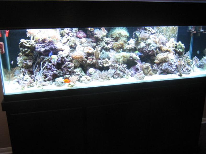 Rated #64: 125 Gallons Reef Tank - My 125 reef