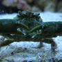 corals inverts - mithrax sculptus - emerald crab stocking in 125 gallons tank - Emerald crab close-up in my 125 reef