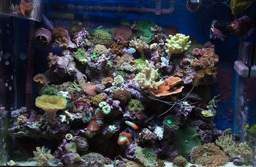 Rated #24: 37 Gallons Reef Tank - Full tank shot 2/15/2010