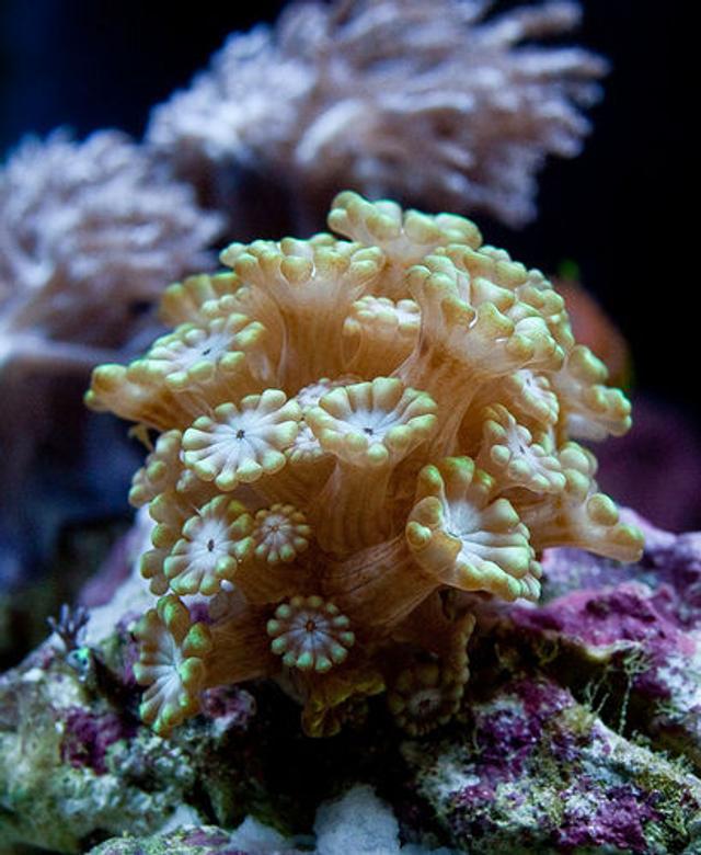 corals inverts - alveopora sp. - alveopora coral, branched stocking in 37 gallons tank - Alevepora