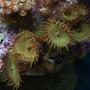 corals inverts - protopalythoa sp. - button polyp stocking in 37 gallons tank - button polyp