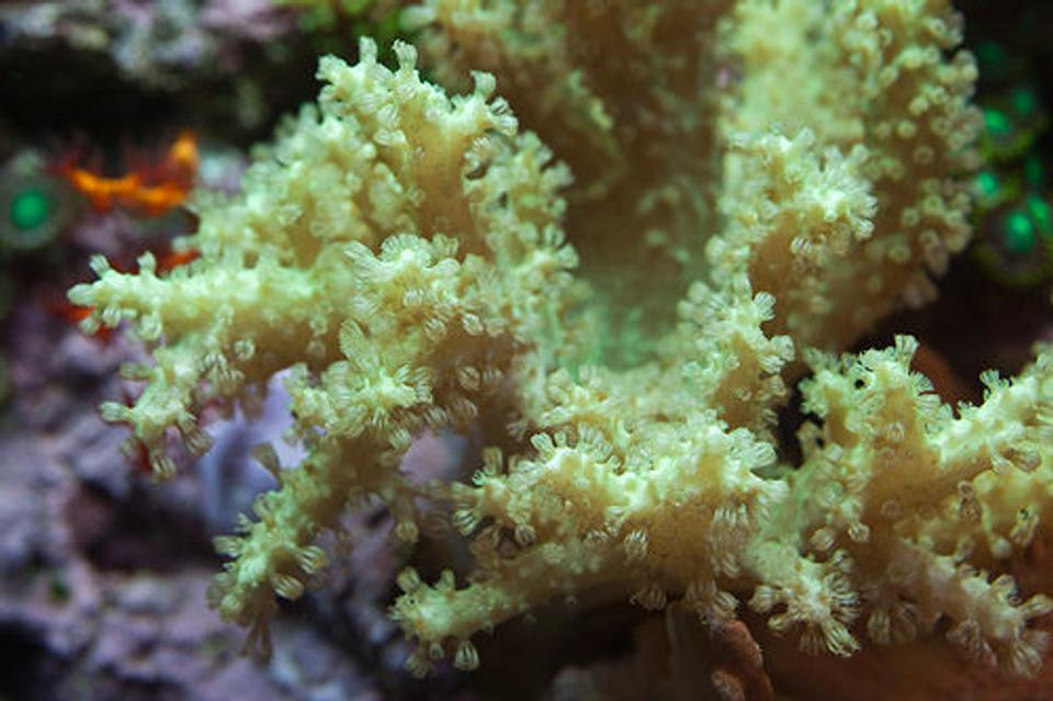 corals inverts - sinularia sp. - green finger leather coral stocking in 37 gallons tank - Green Sinularis leather coral