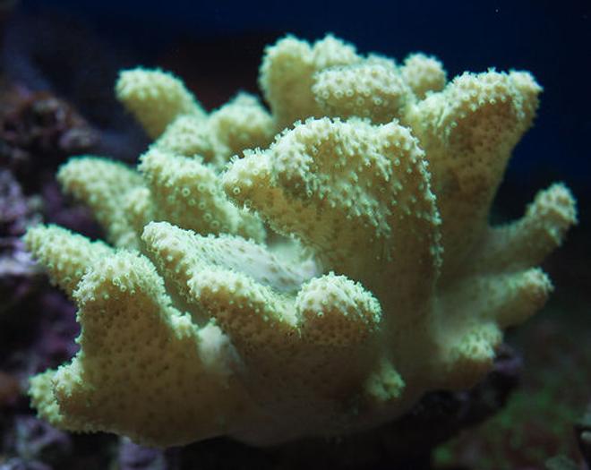 corals inverts - sinularia sp. - green finger leather coral stocking in 37 gallons tank - leather
