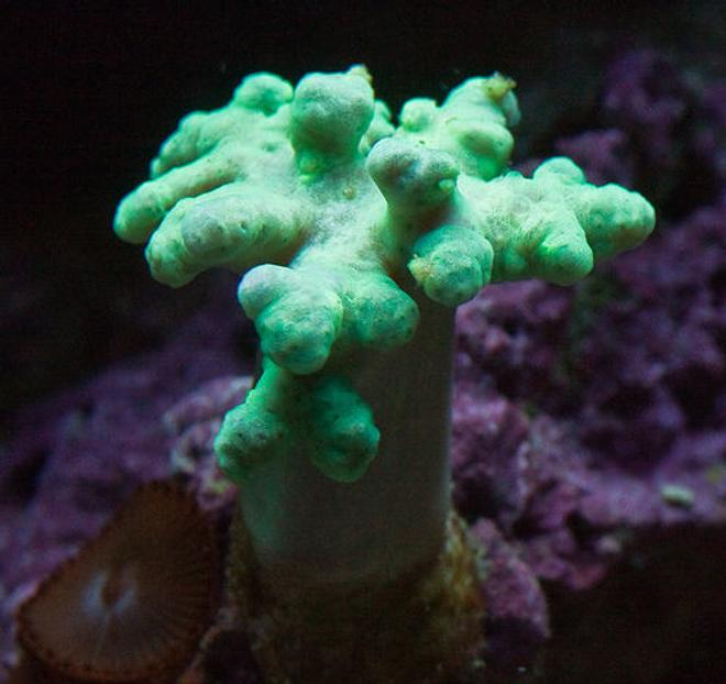 corals inverts - sinularia sp. - mushroom finger leather coral stocking in 37 gallons tank - Neon Green Sinularis