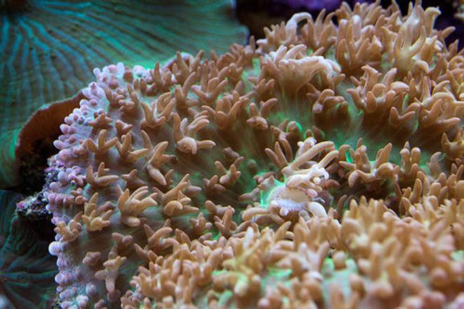 corals inverts - rhodactis indosinensis - hairy mushroom stocking in 37 gallons tank - Rhodactis indosinensis