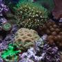 corals inverts - zoanthus sp. - colony polyp stocking in 37 gallons tank - Closeup section of my tank
