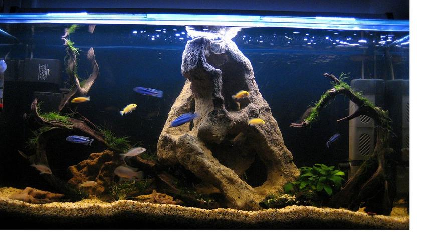 Rated #44: 30 Gallons Freshwater Fish Tank - My Malawi Setup