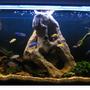 30 gallons freshwater fish tank (mostly fish and non-living decorations) - My Malawi Setup