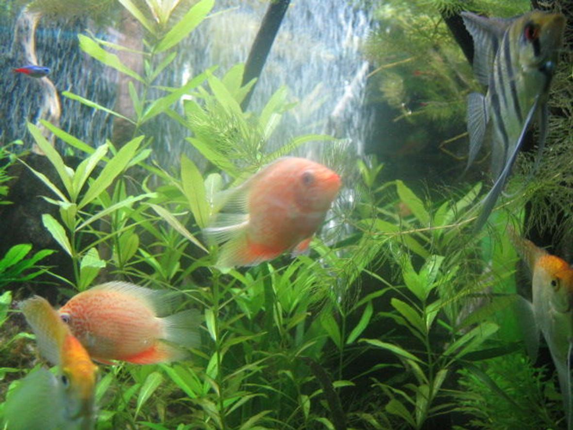 freshwater fish - heros serverus - gold severum stocking in 200 gallons tank - Some growing gold severums and angels