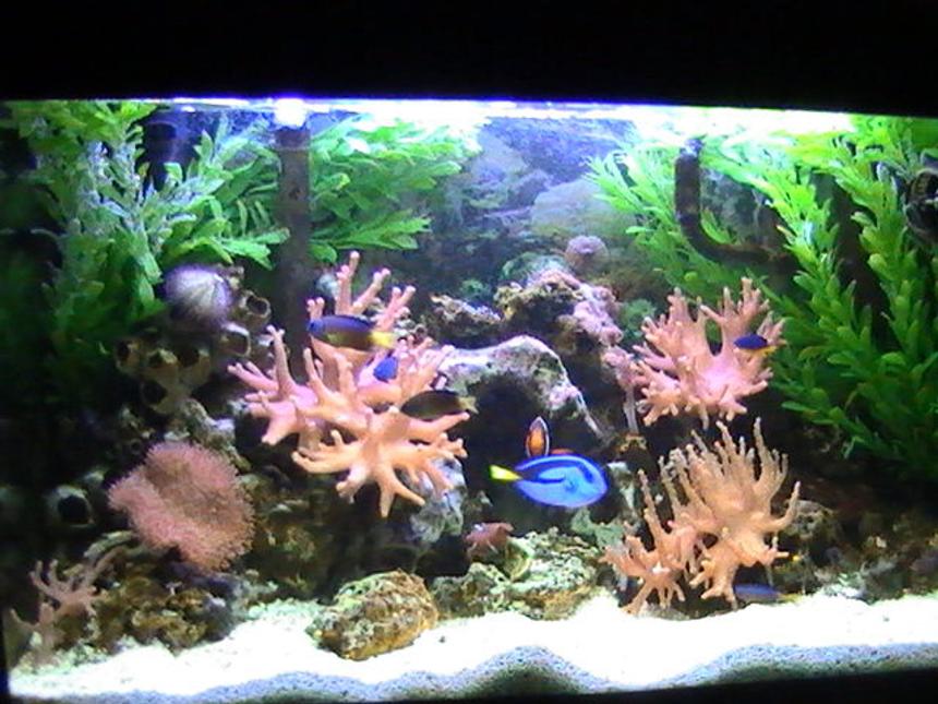 Rated #88: 27 Gallons Reef Tank - reef tank