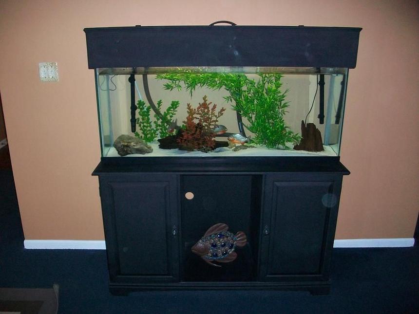 Rated #257: 55 Gallons Freshwater Fish Tank - 55gal piranha tank