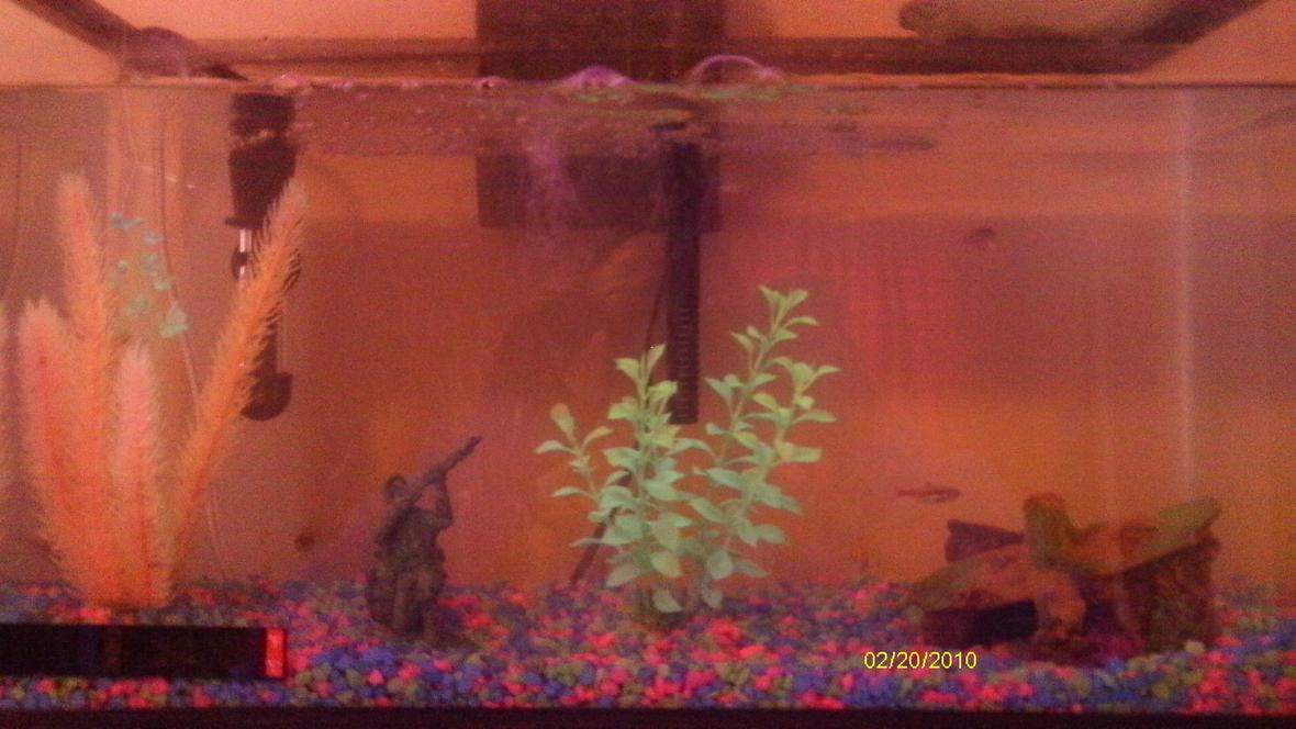 10 gallons freshwater fish tank (mostly fish and non-living decorations) - .