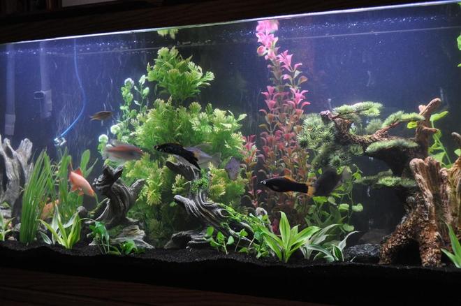 55 gallons freshwater fish tank (mostly fish and non-living decorations) - 55 gallon glass tank with base and standard lighting.  Fluval 305 filter, black sand and mostly standard, readily available decoration.