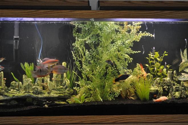 55 gallons freshwater fish tank (mostly fish and non-living decorations) - 55 gallon glass tank with base and standard lighting.  Fluval 305 filter, black sand and mostly standard, readily available decoration.