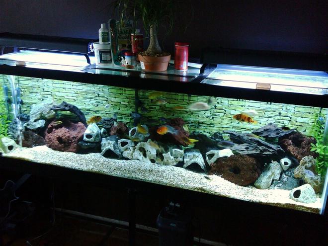 125 gallons freshwater fish tank (mostly fish and non-living decorations) - 125 Gallon Cichlid Tank. Two months old and still under construction.