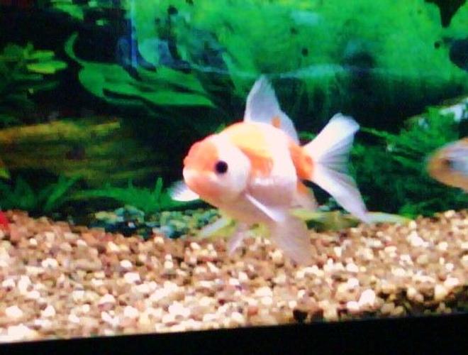 freshwater fish - carassius auratus - pearlscale goldfish stocking in 125 gallons tank - Pugsly my Pearlscale Oranda