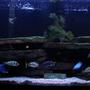 55 gallons freshwater fish tank (mostly fish and non-living decorations) - 55 gallons with mostly Mbuna and 1 Victorian species