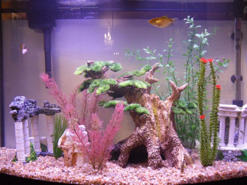 Rated #309: 36 Gallons Freshwater Fish Tank - My bonzai tree provides plenty of hiding places and surface area for my upside catfish and other catfish. The plants are always where my african bush is chilling and the goby loves to explore everywhere. The roman columns look better in tank than in the store for those interested.