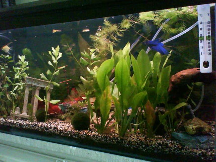 Rated #164: 26 Gallons Planted Tank - My planted tank (details in my profile)