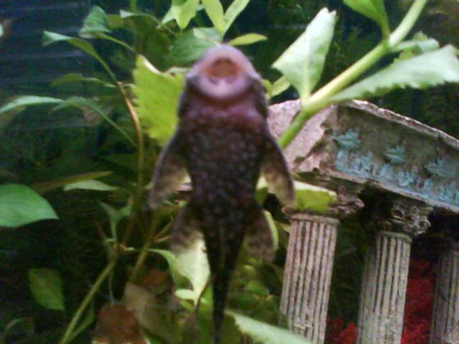 freshwater fish - ancistrus sp. - bushy nose pleco l-144 stocking in 26 gallons tank - Sucky sucky!

(Bristlenose plec doing what he does best ;)