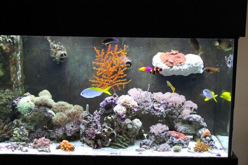 Rated #98: 90 Gallons Reef Tank - lps and sps hard corals and soft coral. 90gallon reef running 1 year. Still in the process of adding corals. Please let me know of any ways I can make it look better.
