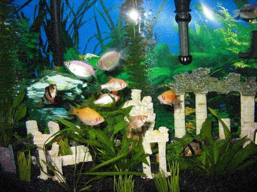 Rated #126: Freshwater Fish - Helostoma Temmincki - Kissing Gourami Stocking In 26 Gallons Tank - Another pic of my fishies