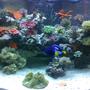 92 gallons reef tank (mostly live coral and fish) - Full View of tank