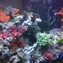 fish tank picture - Some of my SPS