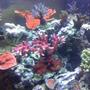 fish tank picture - ORA Red Planet Tablet Arcopora ( with a few other SPS in the back )