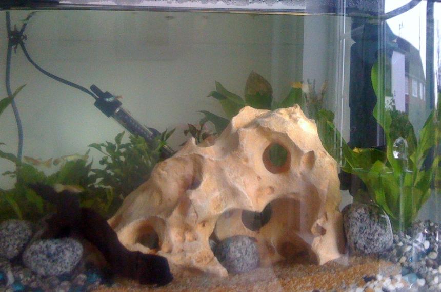 Rated #201: 64 Gallons Planted Tank - new rock in the tank