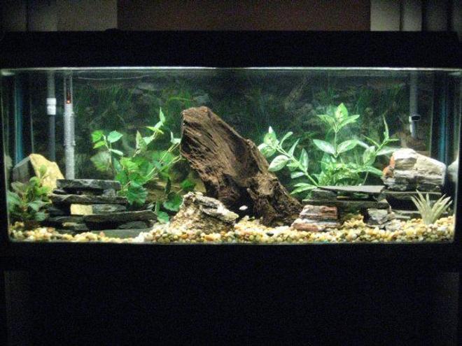 55 gallons freshwater fish tank (mostly fish and non-living decorations) - Size: 55 gallon
Filter: Fluval 405 Canister
Heater: VisiTherm Heater

Decor:
Malaysian Driftwood
Slate
Rocks
Marina AquaScaper Variety Pack Aquarium Plants

Fish: Cichlids (all fry):
1-100% White Knights Alhiâ€™s
1-Ruby Red (Split Gene)
1-Banga Sunshine
1-Cherry Red Ngara (Split Gene)
1-Dragon Blood
1-Eureka Red
1-Albino Eureka Red
1-Ruby Red
1-Lwanda Red Top
7-Peacocks (Not sure the names)
3-Albino Reds (Not sure the names)
5-X-Mas Fulu
1-Chinese Algae Eater