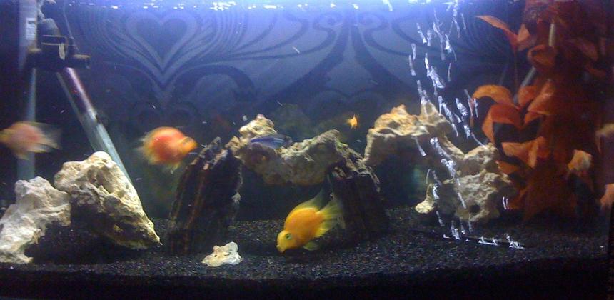 Rated #263: 400 Gallons Freshwater Fish Tank - parrot fish tank