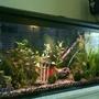 fish tank picture - My planted tank (details in my profile)