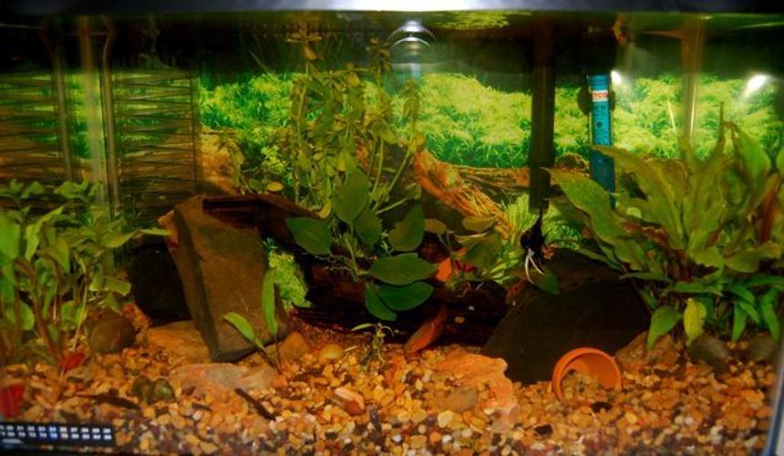 Rated #157: 55 Gallons Planted Tank - 10 Gallon Tank, moneywort and some other unknown plants, CO2, with 2 gold barbs, 2 rosy barbs, and 1 angelfish.