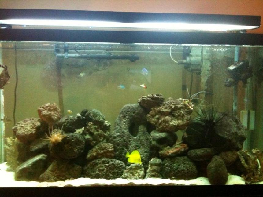 Rated #127: 90 Gallons Reef Tank - 1 yr and Counting