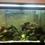 90 gallons reef tank (mostly live coral and fish) - 1 yr and Counting