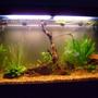 79 gallons planted tank (mostly live plants and fish) - My 79 Gallon South American/Amazon Tank.