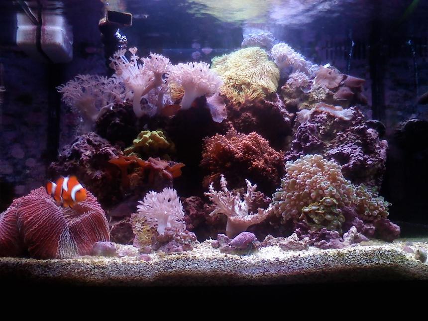 Rated #62: 14 Gallons Reef Tank - 29 gal. biocube 10 months old