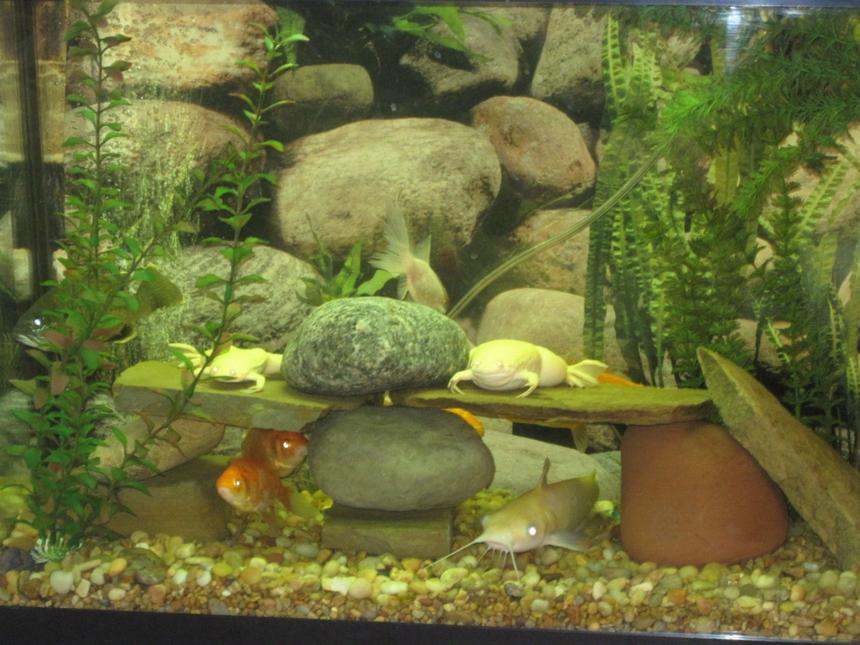 Rated #244: 55 Gallons Freshwater Fish Tank - everybody pose for pictures,if your shy hide