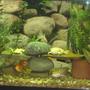 55 gallons freshwater fish tank (mostly fish and non-living decorations) - everybody pose for pictures,if your shy hide