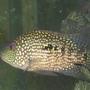 freshwater fish - herichthys cynoguttatus - texas cichlid stocking in 45 gallons tank - texas cichlids