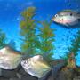 freshwater fish - metynnis argenteus - silver dollar stocking in 45 gallons tank - silver dollars with firemouth