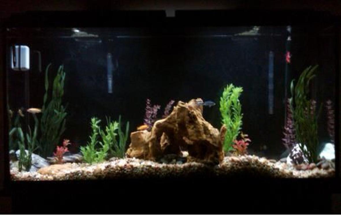 60 gallons freshwater fish tank (mostly fish and non-living decorations) -