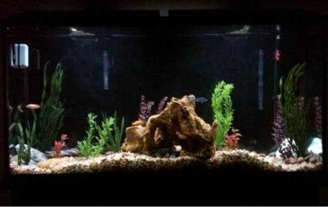 60 gallons freshwater fish tank (mostly fish and non-living decorations)