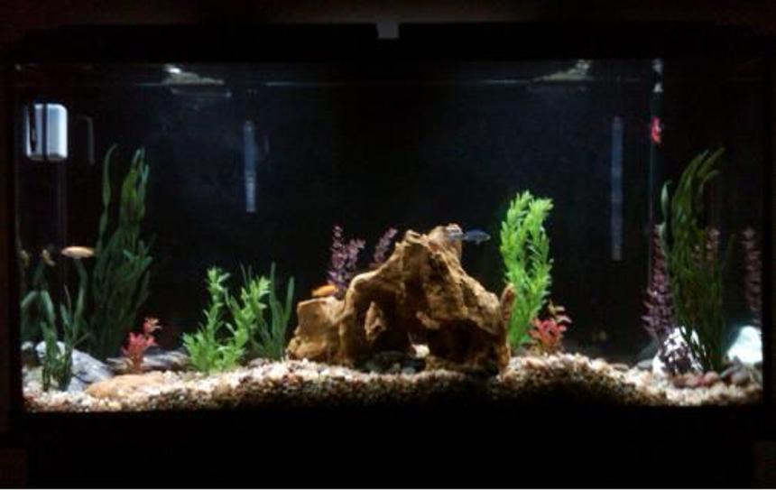 Rated #202: 60 Gallons Freshwater Fish Tank