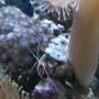 fish tank picture - cleaner and some pink polyps