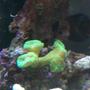 fish tank picture - candy coral and yellow eyed kole tang